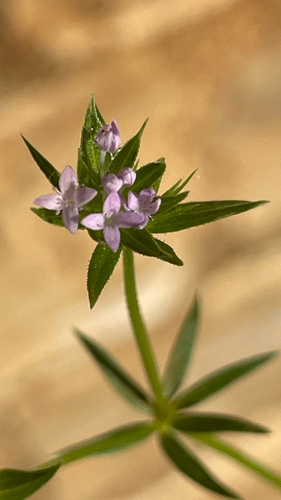 Sherardia arvensis