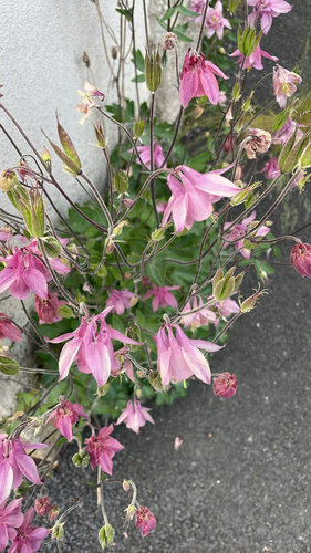 common columbine
