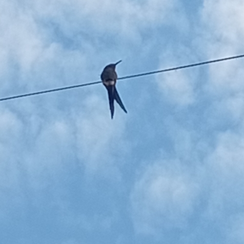 Swallow-tailed Hummingbird