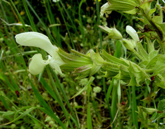 Salvia samuelssonii
