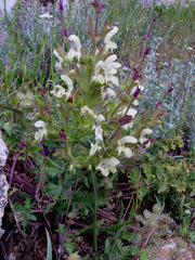 Salvia samuelssonii