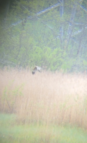 Western Marsh Harrier