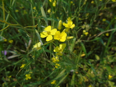Bunias erucago