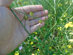 Bunias erucago