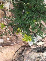 Cymopterus