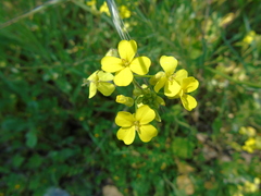 Bunias erucago