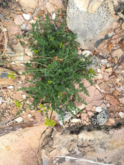 Cymopterus