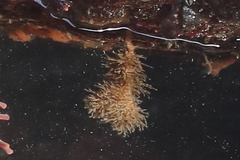 Boltenia villosa