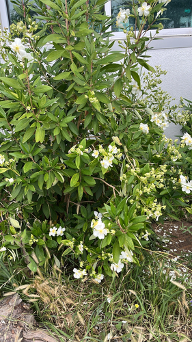 Carpenteria californica, 2026-05-23