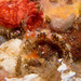 卡羅海蛞蝓屬 - Photo 由 DavidR.808 所上傳的 (c) DavidR.808，保留部份權利CC BY-NC