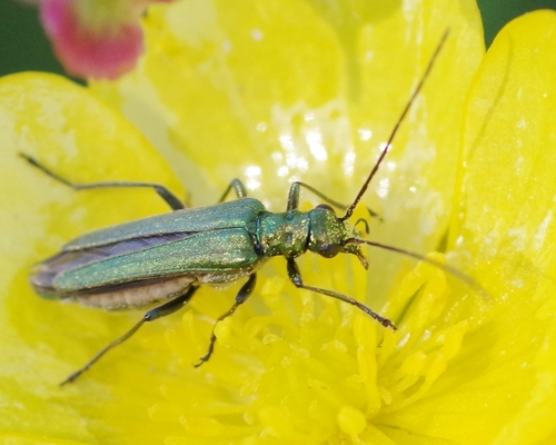 Thick-legged Flower Beetle