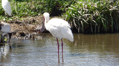 iNaturalist image