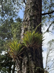 Catopsis paniculata, photograph (c) ashleyrsteel, some rights reserved (CC BY)