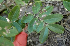 Piscidia carthagenensis