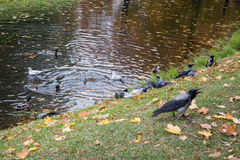 Chroicocephalus ridibundus