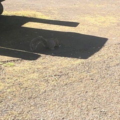 Sciurus carolinensis