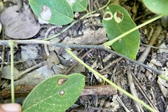 Piscidia carthagenensis