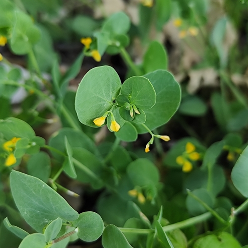 Coronilla scorpioides, photograph 5