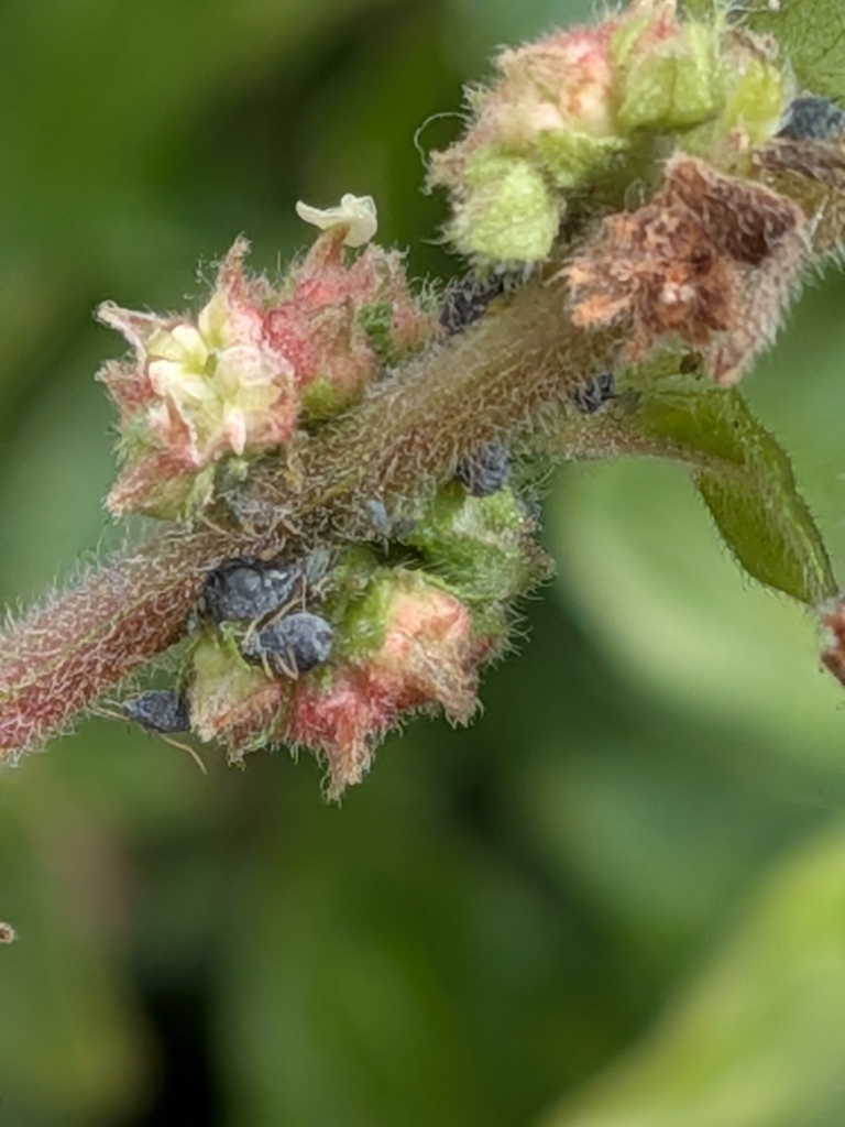 Pellitory-of-the-wall Aphid