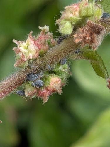 Pellitory-of-the-wall Aphid