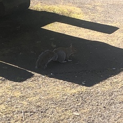 Sciurus carolinensis