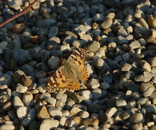 Painted Lady