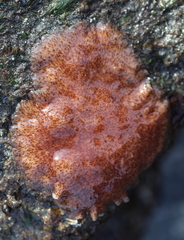Kaburakia excelsa