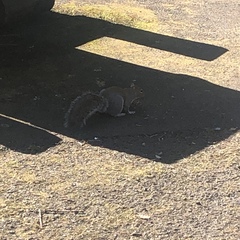 Sciurus carolinensis