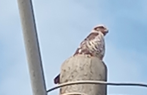 Roadside Hawk