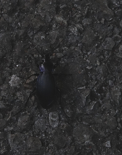 Carabus scheidleri
