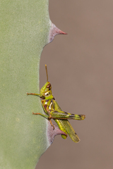Bootettix argentatus