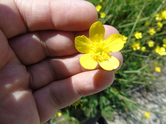 Ranunculus neapolitanus
