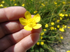 Ranunculus neapolitanus