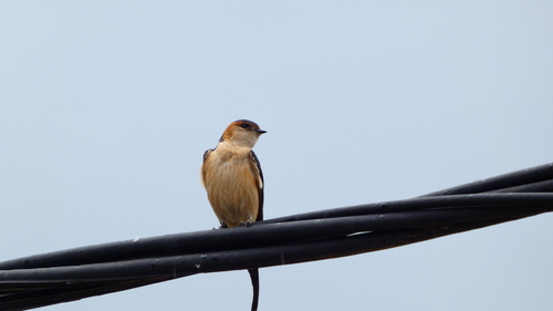 European Red-rumped Swallow
