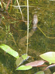 Nerodia sipedon