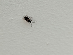 Heteroptera