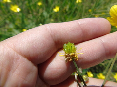 Ranunculus neapolitanus