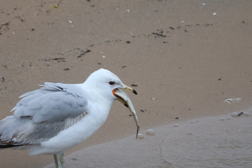 Ring-billed Gull photographed in Illinois