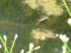 Nerodia sipedon