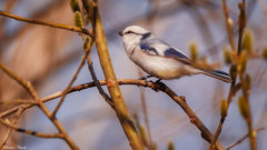 Cyanistes cyanus