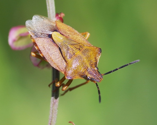 Black-shouldered Shieldbug