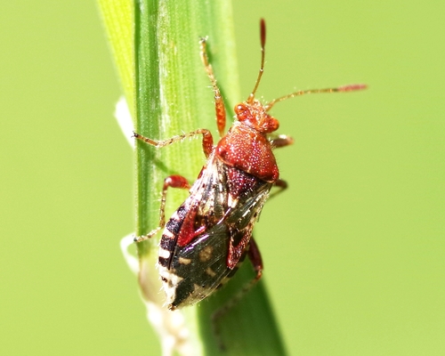 hypericum rhopalid