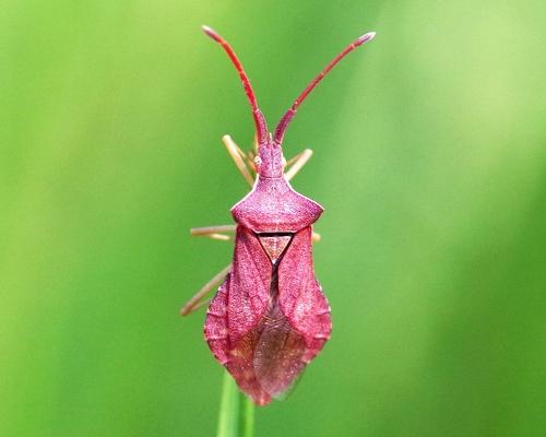 Haploprocta sulcicornis