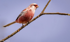 Carpodacus sibiricus