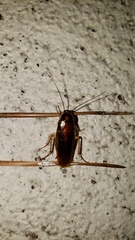 Ischnoptera bilunata