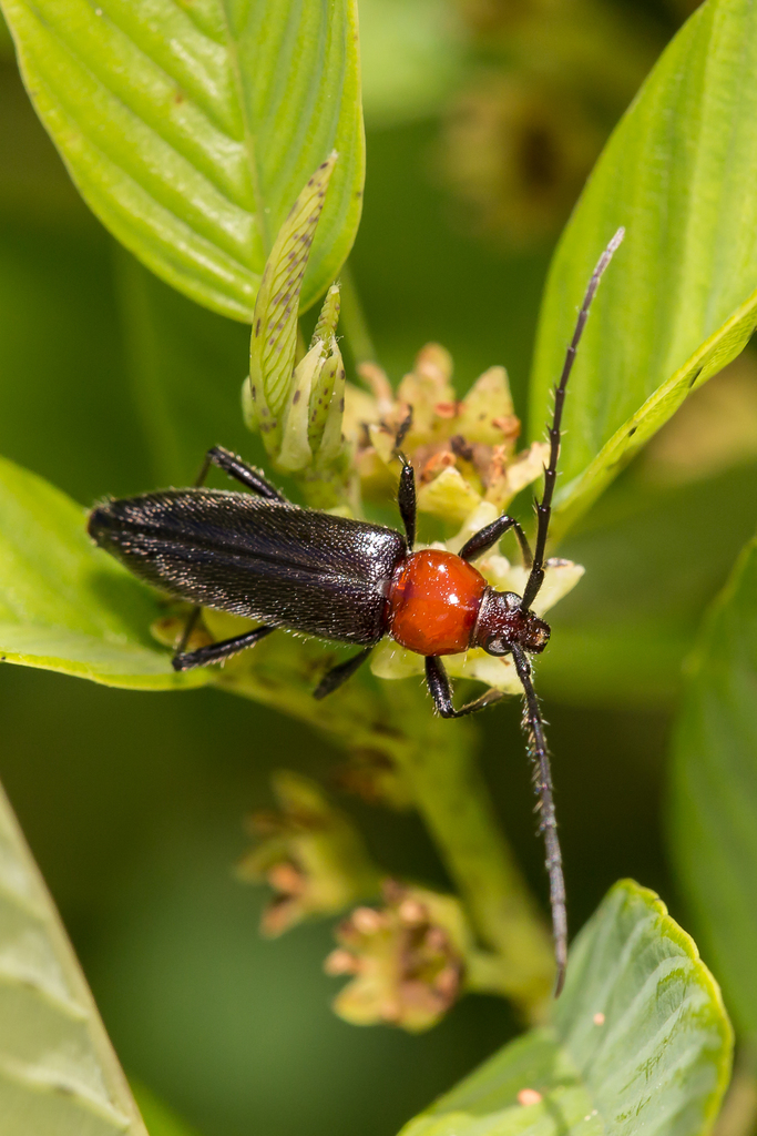 Stenosphenus