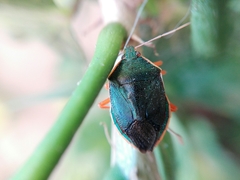 Tynacantha marginata
