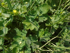 Ranunculus neapolitanus