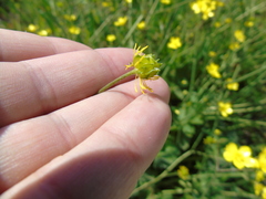 Ranunculus neapolitanus