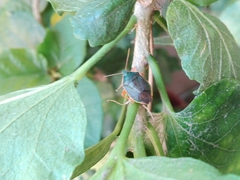 Tynacantha marginata
